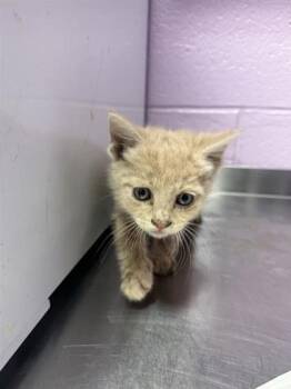 61050972 -  Domestic Short Hair Cat for Adoption in El Paso, Texas - 61050972 | PetCurious