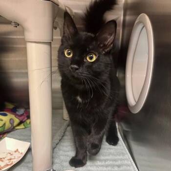 Cyclops -  Domestic Medium Hair Cat for Adoption in Walnut Creek, California - Cyclops | PetCurious