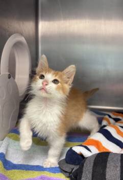 Maple Bar -  Domestic Short Hair Cat for Adoption in Santa Rosa, California - Maple Bar | PetCurious