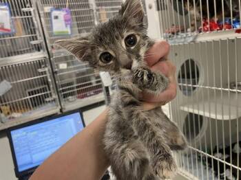 MORAY -  Domestic Short Hair Cat for Adoption in Kent, Washington - MORAY | PetCurious