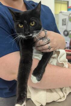 Domestic Short Hair Cats Available for Adoption - HAZEL | PetCurious