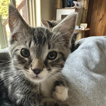 Mack -  Domestic Short Hair Cat for Adoption in Priest River, Idaho - Mack | PetCurious