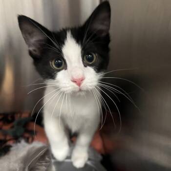 Buzz -  Domestic Short Hair Cat for Adoption in Oak Brook, Illinois - Buzz | PetCurious