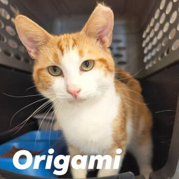 Origami -  Domestic Short Hair Cat for Adoption in Weaverville, California - Origami | PetCurious