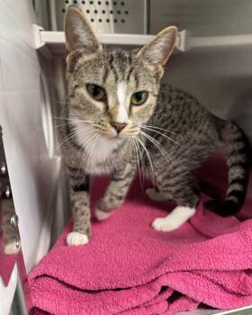 Domestic Short Hair Cats Available for Adoption in Seneca, Pennsylvania - Eevee | PetCurious