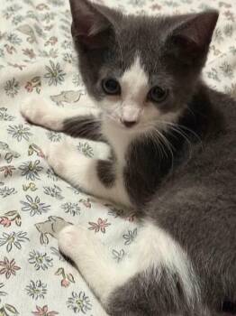 Jelly Bean -  Domestic Short Hair Cat for Adoption in Kettering, Ohio - Jelly Bean | PetCurious