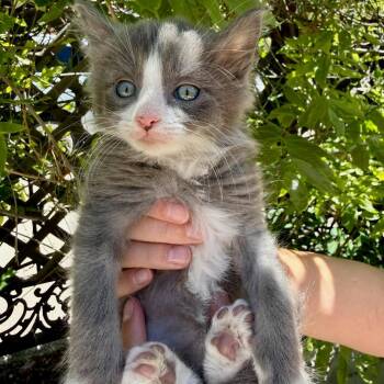 Ollie -  Domestic Short Hair Cat for Adoption in Durango, Colorado - Ollie | PetCurious