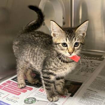 Domestic Short Hair Cats Available for Adoption in Milton, Florida - Regina | PetCurious