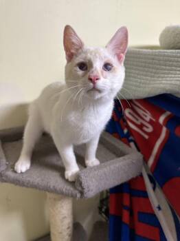 Frosty -  Siamese Cat for Adoption in Broomall, Pennsylvania - Frosty | PetCurious