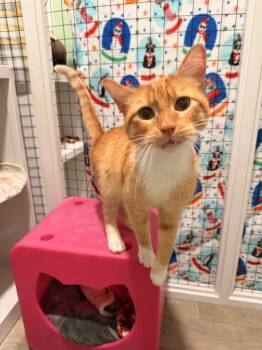 Domestic Short Hair and Tabby Cats Available for Adoption in Vancouver, Washington - Thomas | PetCurious