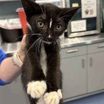 Minties -  Domestic Short Hair Cat for Adoption in Greensboro, North Carolina - Minties | PetCurious