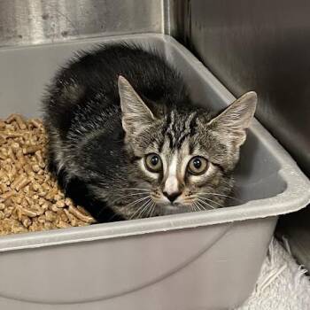 1034-C26 -  Domestic Short Hair Cat for Adoption in Port Charlotte, Florida - 1034-C26 | PetCurious