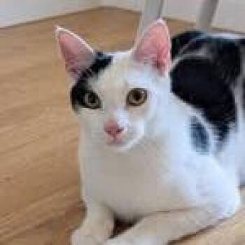 Marco -  Domestic Short Hair Cat for Adoption in New York, New York - Marco | PetCurious