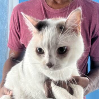 Rescue Domestic Short Hair Cats for Adoption in Brookshire, Texas - Angel Cake - Local Dec 19-21 | PetCurious