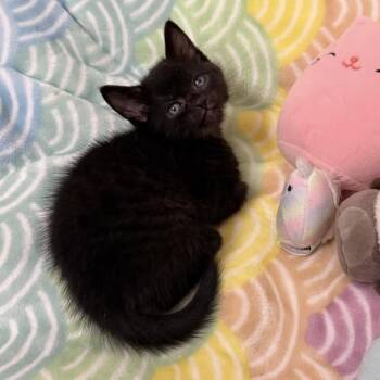 Madame Leota (Pre-adoption) -  Domestic Short Hair Cat for Adoption in Los Angeles, California - Madame Leota (Pre-adoption) | PetCurious