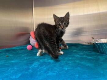 RAMON -  Domestic Short Hair Cat for Adoption in Tustin, California - RAMON | PetCurious
