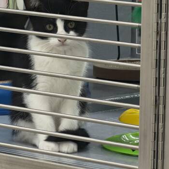 Riff -  Tuxedo Cat for Adoption in Markdale, Ontario - Riff | PetCurious