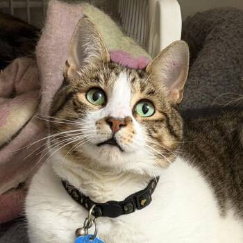Leo -  Domestic Short Hair and Tabby Cat for Adoption in Beaverton, Oregon - Leo | PetCurious