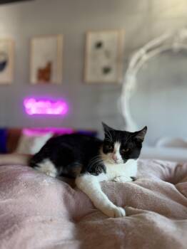 Rescue Tuxedo Cats for Adoption in Liverpool, Texas - Rebel | PetCurious