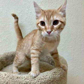 Rescue Tabby Cats for Adoption in Rushville, Illinois - Madison | PetCurious