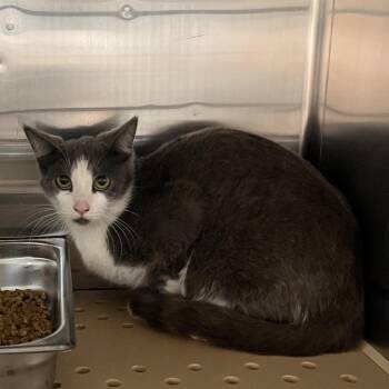 Domestic Short Hair Cats Available for Adoption in Edinburg, Texas - Winnie (Molly) | PetCurious