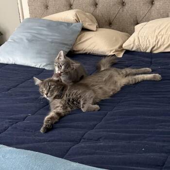 Domestic Short Hair Cats Available for Adoption in Sandy Springs, Georgia - Pearl Marie | PetCurious