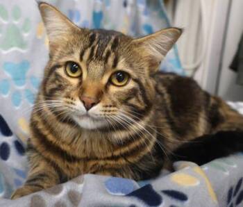 Mr. MC -  Domestic Short Hair Cat for Adoption in Buffalo, Minnesota - Mr. MC | PetCurious