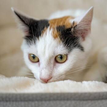 Sorbet -  Domestic Short Hair Cat for Adoption in Chapel Hill, North Carolina - Sorbet | PetCurious