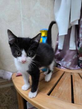 Pearl -  Domestic Short Hair Cat for Adoption in Trenton, New Jersey - Pearl | PetCurious