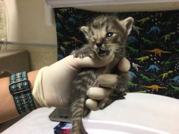 A1926848 -  Domestic Short Hair Cat for Adoption in Riverside, California - A1926848 | PetCurious