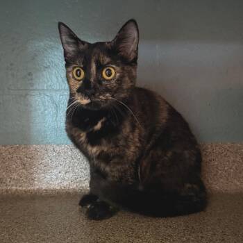 Raven -  Domestic Short Hair Cat Available for Adoption in Sarasota, Florida - Raven | PetCurious