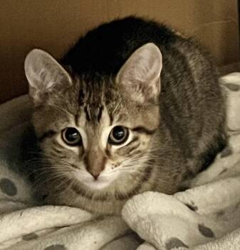 Lollipop -  Tabby and Domestic Short Hair Cat for Adoption in Vaughan, Ontario - Lollipop | PetCurious