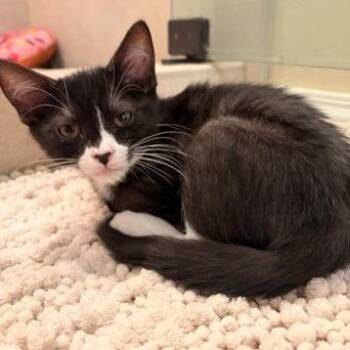 Paris -  Domestic Short Hair Cat for Adoption in Prescott, Arizona - Paris | PetCurious