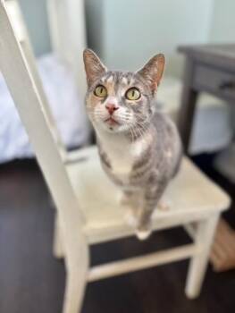 Dilute Calico Cats Available for Adoption - Josie - Super Sweet Dilute Calico | PetCurious