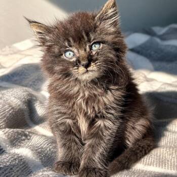 Goldie -  Domestic Medium Hair Cat for Adoption in Mount Vernon, Indiana - Goldie | PetCurious