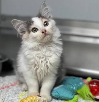 Domestic Medium Hair Cats Available for Adoption in Elko, Nevada - 60925151 | PetCurious