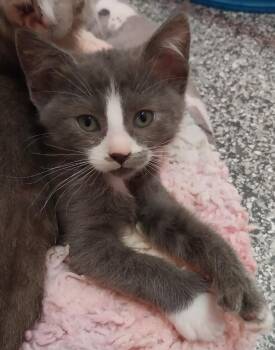 Domestic Short Hair Cats Available for Adoption in South Bend, Indiana - Jolene * IN FOSTER * | PetCurious