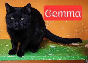 Rescue Domestic Short Hair Cats for Adoption in Jim Thorpe, Pennsylvania - Gemma | PetCurious