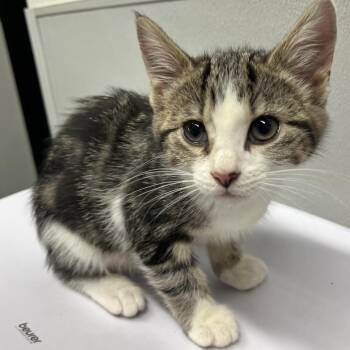 Domestic Medium Hair Cats Available for Adoption in Tampa, Florida - Sapphire | PetCurious