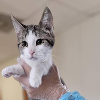 Rescue Domestic Short Hair Cats for Adoption in Midland, Texas - Mimi | PetCurious
