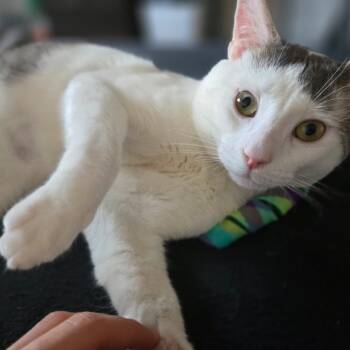 Rescue Domestic Short Hair Cats for Adoption - Coco 2 | PetCurious