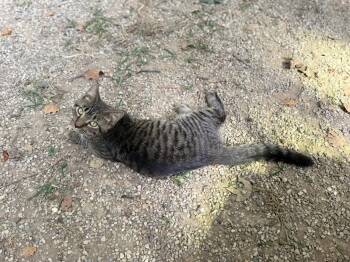 Rescue Tabby Cats for Adoption in Richmond Dale, Ohio - Hot Toddy | PetCurious