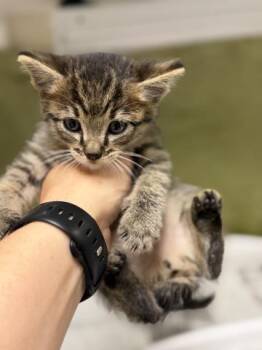 Domestic Short Hair Cats Available for Adoption in Riverside, California - A1916119 | PetCurious