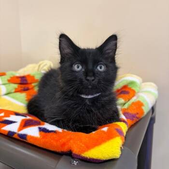 Twilight -  Domestic Medium Hair Cat for Adoption in Agoura Hills, California - Twilight | PetCurious