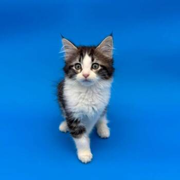 Gretel -  Domestic Short Hair Cat for Adoption in Plainfield, Illinois - Gretel | PetCurious