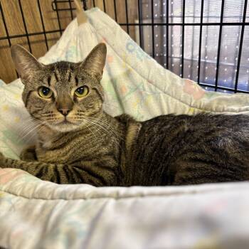 Tabby Cats Available for Adoption in Linden, New Jersey - Patrick | PetCurious