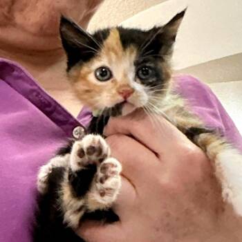 Krypton -  Domestic Short Hair Cat for Adoption in Woodinville, Washington - Krypton | PetCurious