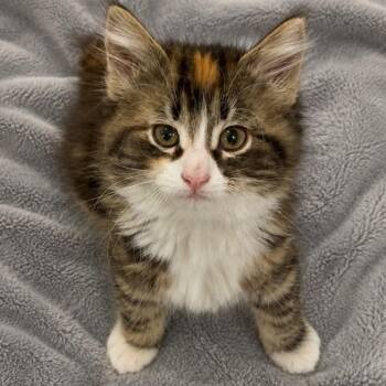 Jada -  Torbie and Calico Cat Available for Adoption in Andover, Minnesota - Jada | PetCurious
