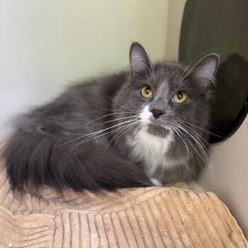 Marquis of Vaudeville -  Domestic Long Hair Cat for Adoption in Fredericksburg, Virginia - Marquis Of Vaudeville | PetCurious