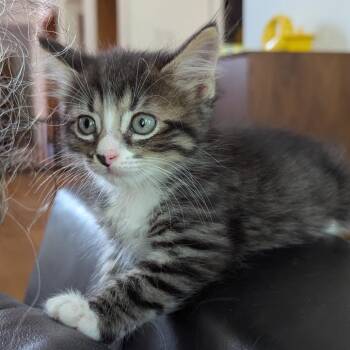 Murphy -  Domestic Short Hair Cat for Adoption in Houston, Texas - Murphy | PetCurious